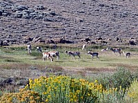 sur la route vers Pinedale (22).JPG